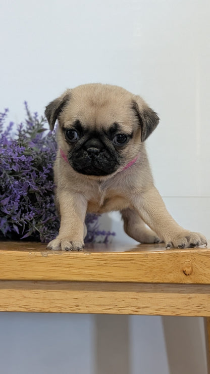 PUG (SEP 12) 4 MALES/1 FEMALE