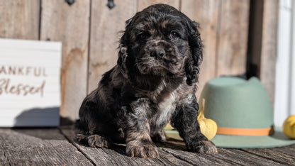 COCKER SPANIEL (09/19) MALE