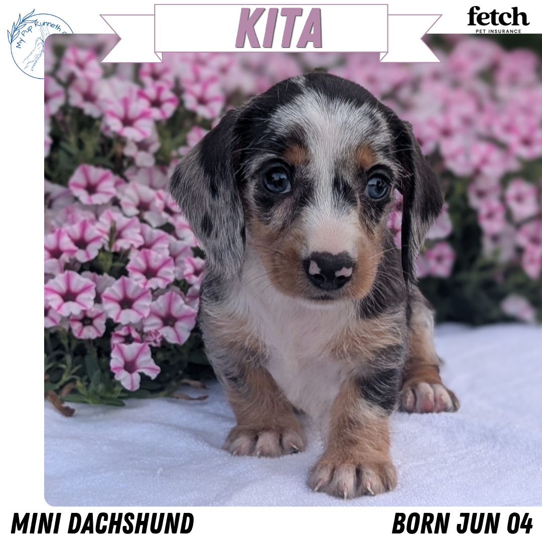 MINI DACHSHUND (JUN 04) FEMALES