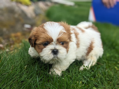 SHIH TZU (03/17) MALE