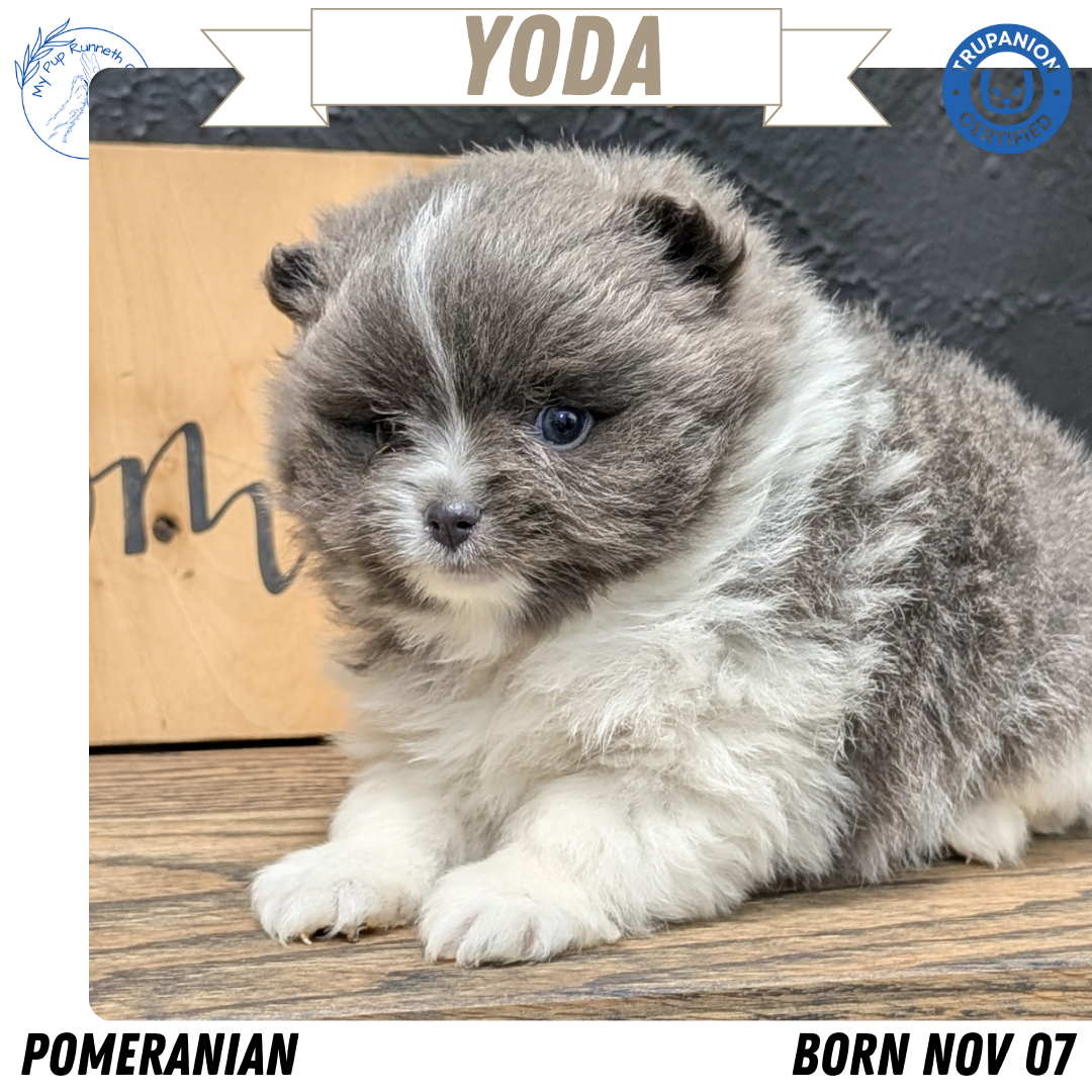 POMERANIAN (NOV 07) MALES