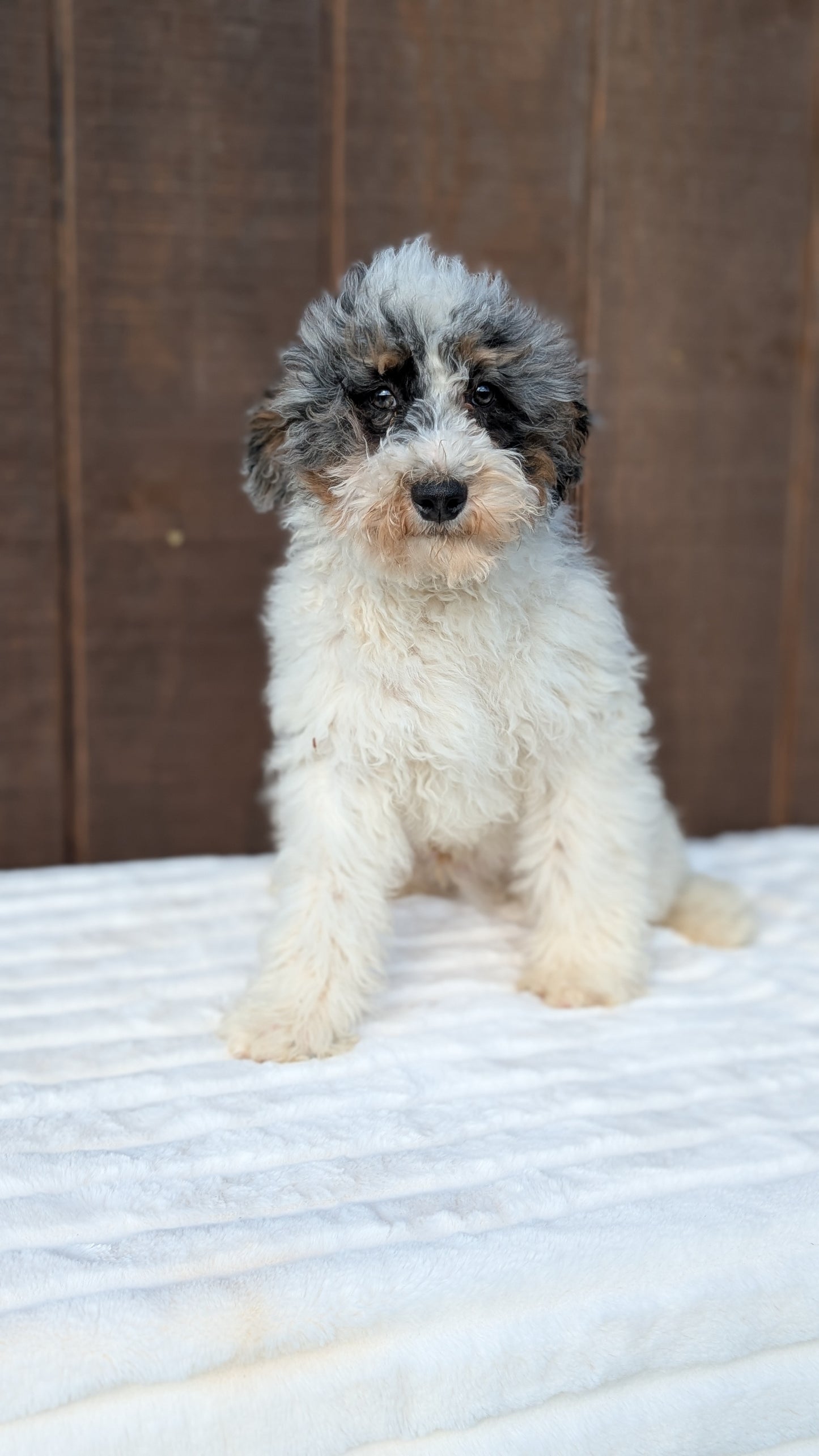 MINI BERNEDOODLE (07/25) MALE