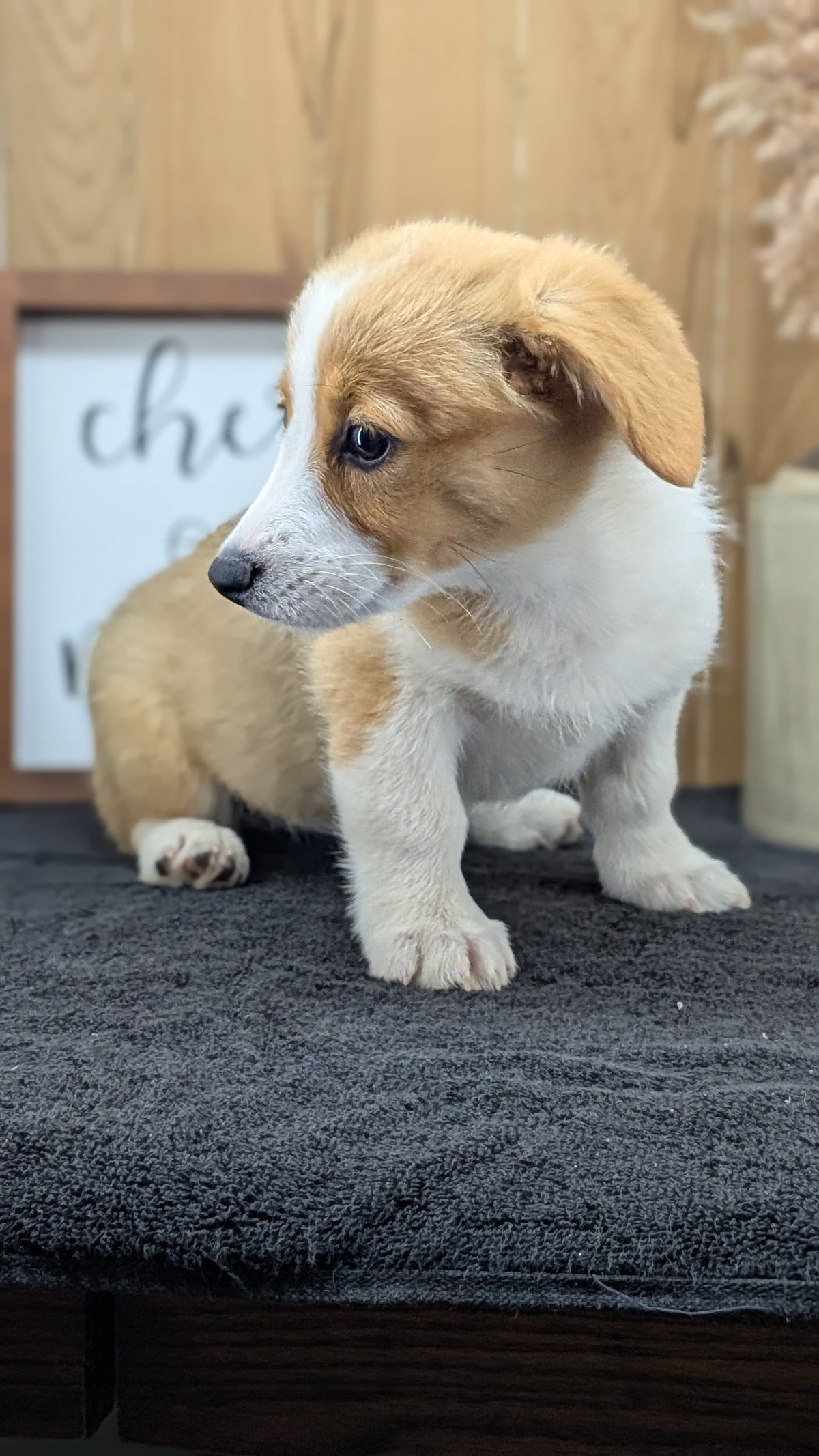 CORGI (JUL 13) 2 FEMALES/3 MALES