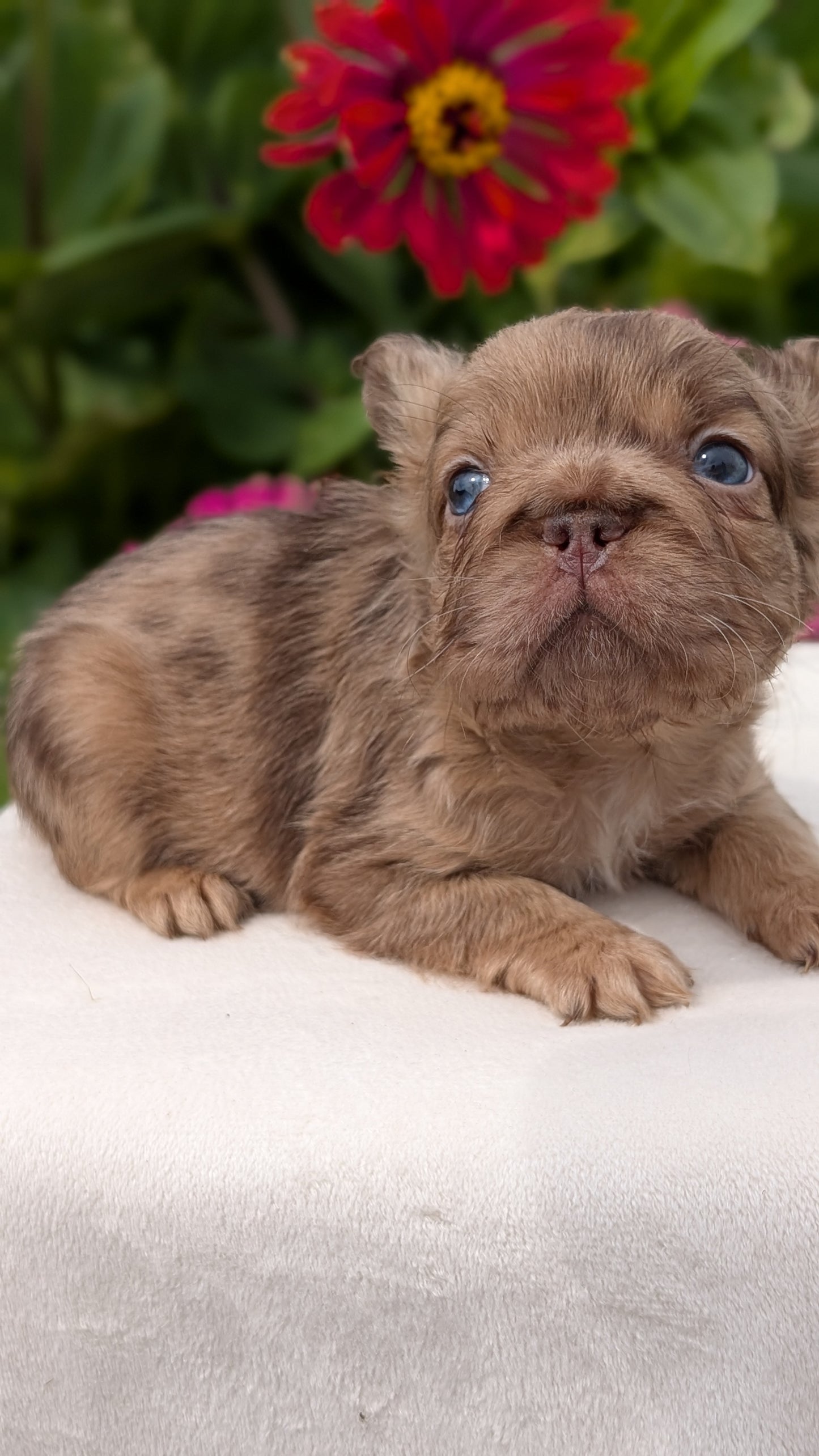 FRENCH BULLDOG (JUN 06) MALES