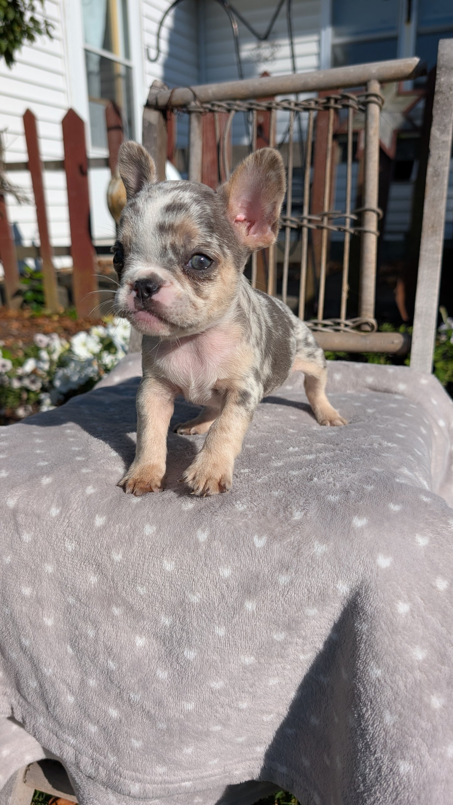 FRENCH BULLDOG (07/29) FEMALE