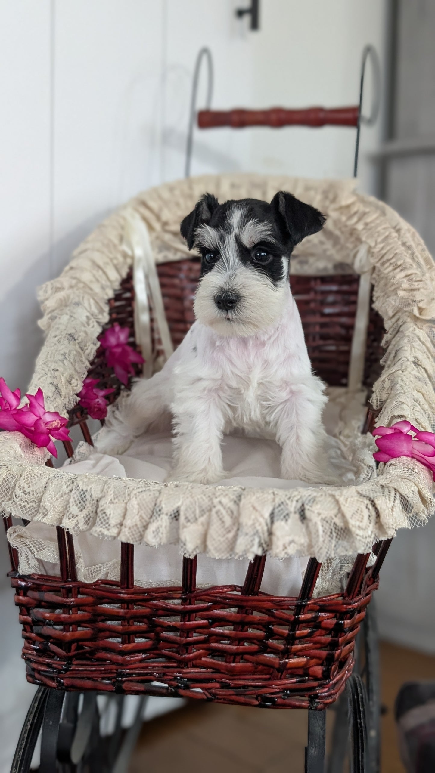 MINI SCHNAUZER (JAN 10) MALES