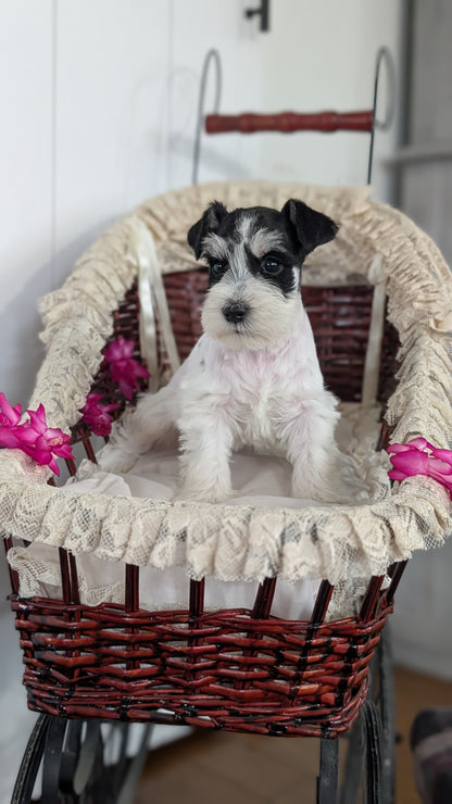 MINI SCHNAUZER (JAN 10) MALES