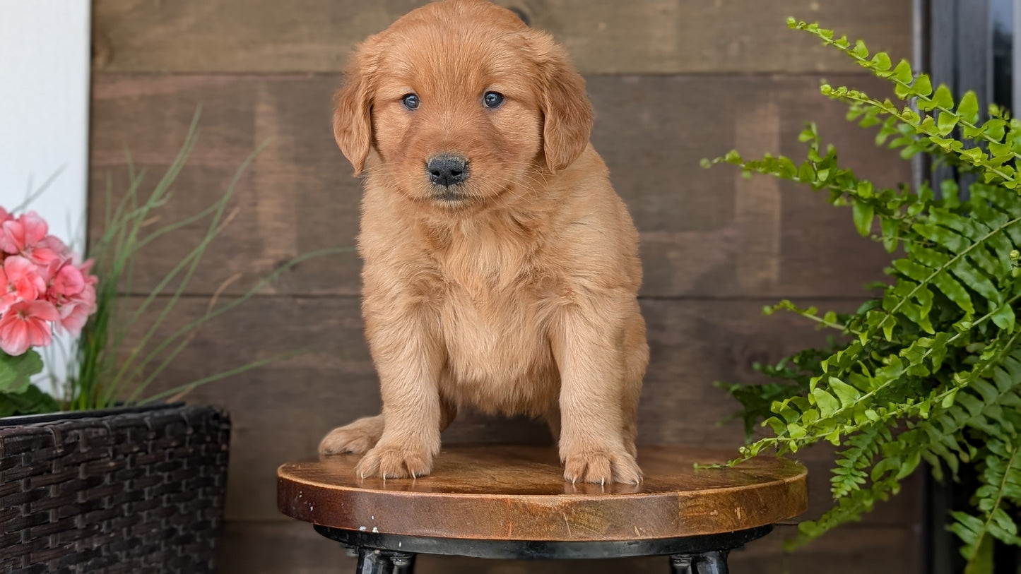 GOLDEN RETRIEVER (MAR 27) FEMALES