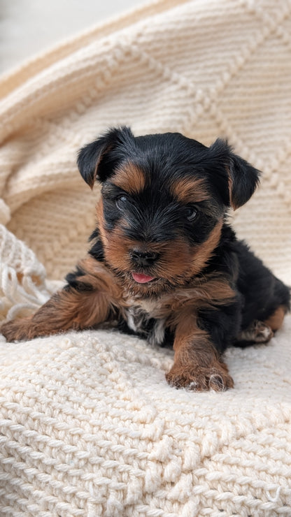 YORKSHIRE TERRIER (JUN 05) MALE