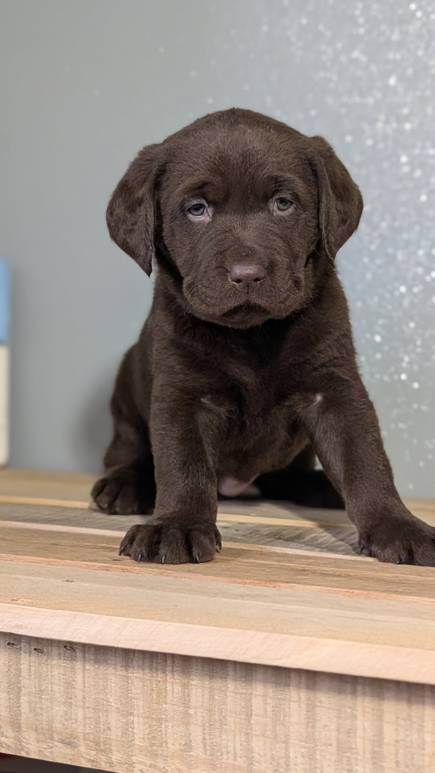 LABRADOR RETRIEVER (JAN 18) FEMALES