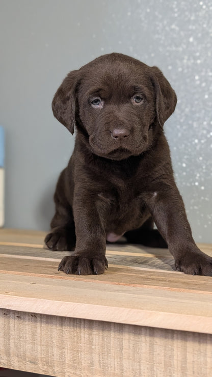 LABRADOR RETRIEVER (JAN 18) FEMALES