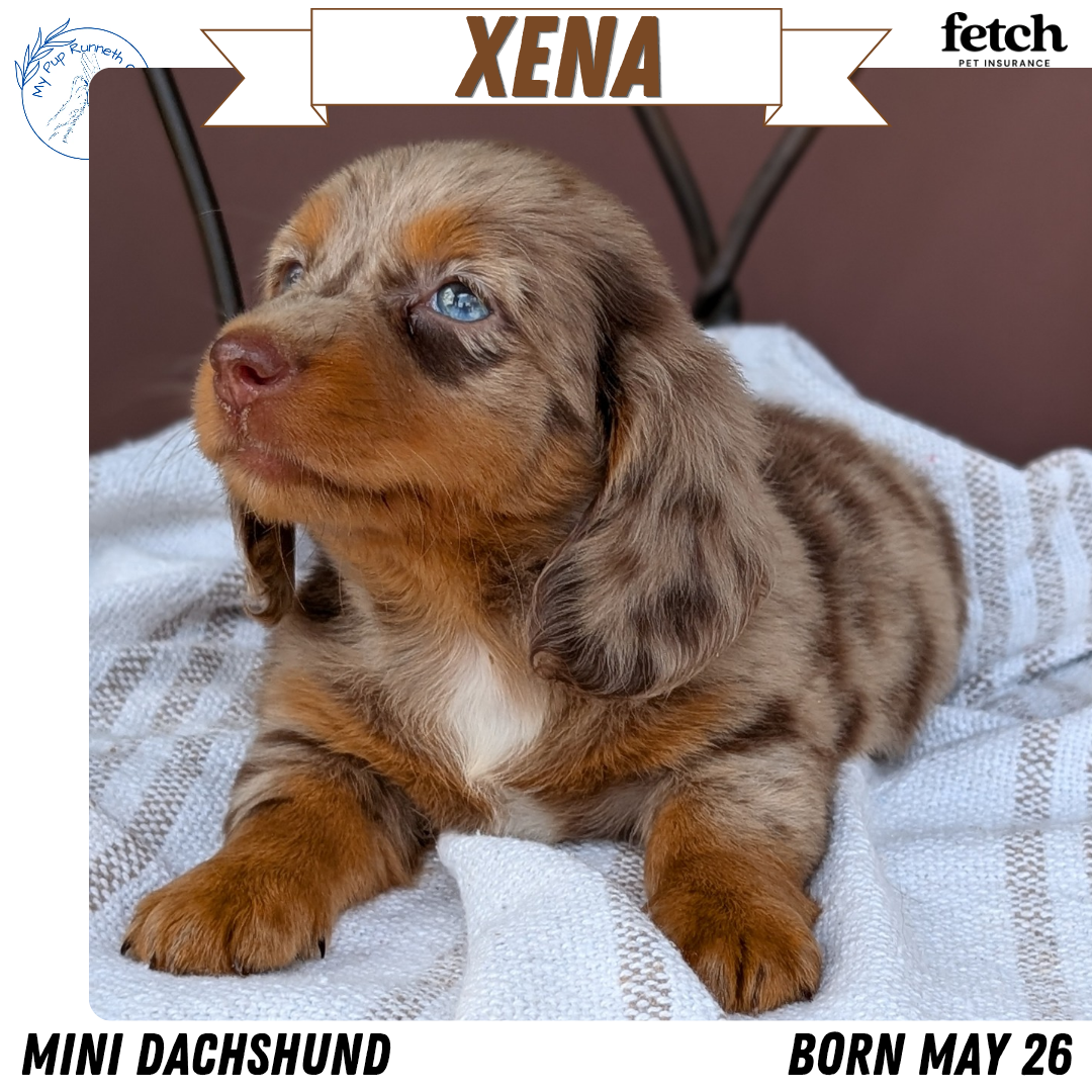 MINI DACHSHUND (MAY 26) FEMALE