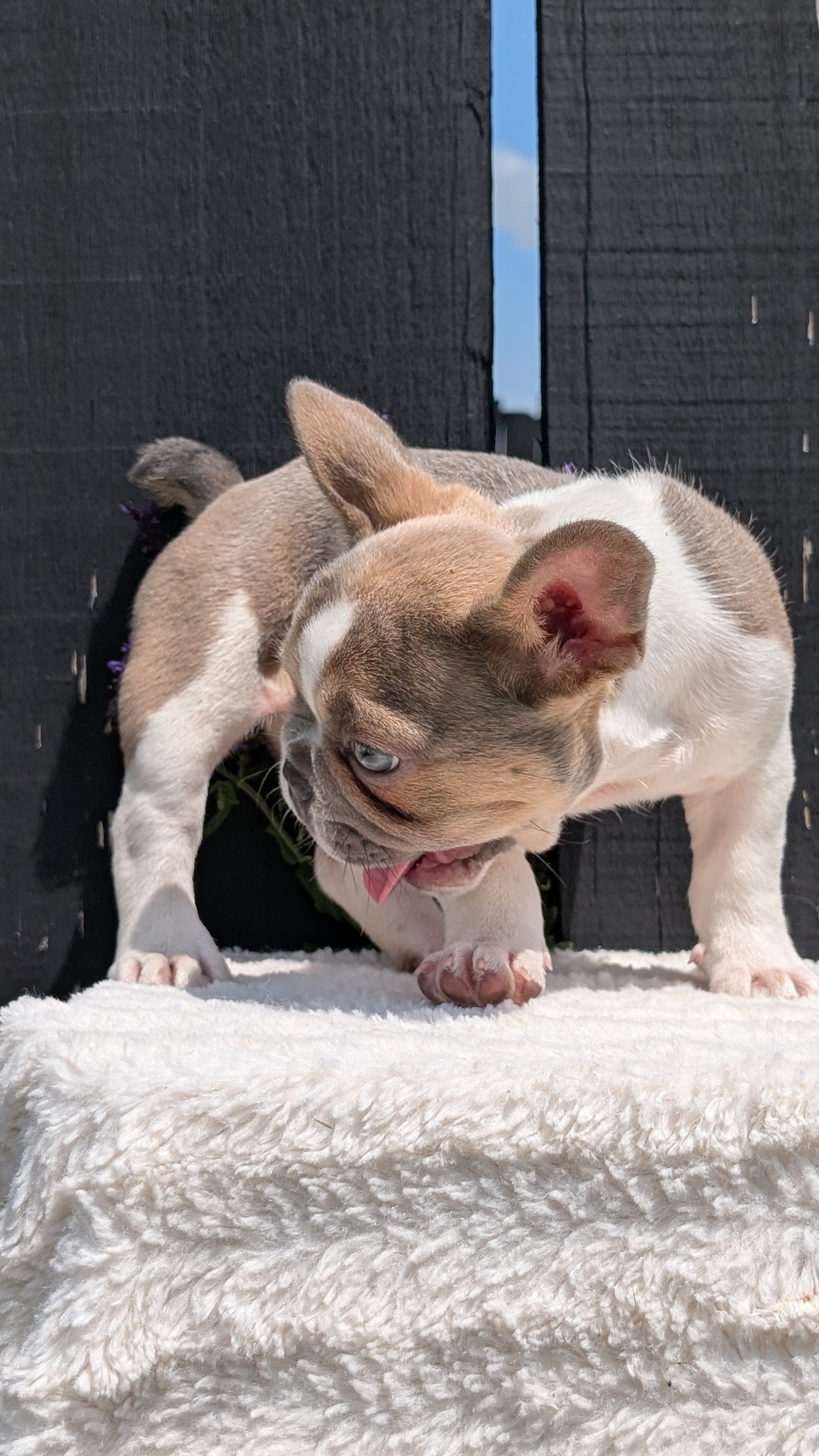 FRENCH BULLDOG (APR 06) FEMALE