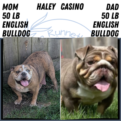 ENGLISH BULLDOG (JUN 29) 1 FEMALE/1 MALE