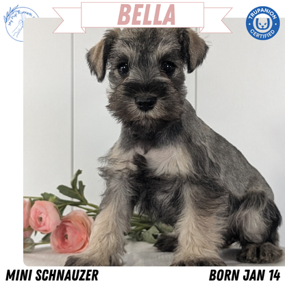 MINI SCHNAUZER (JAN 14) FEMALES