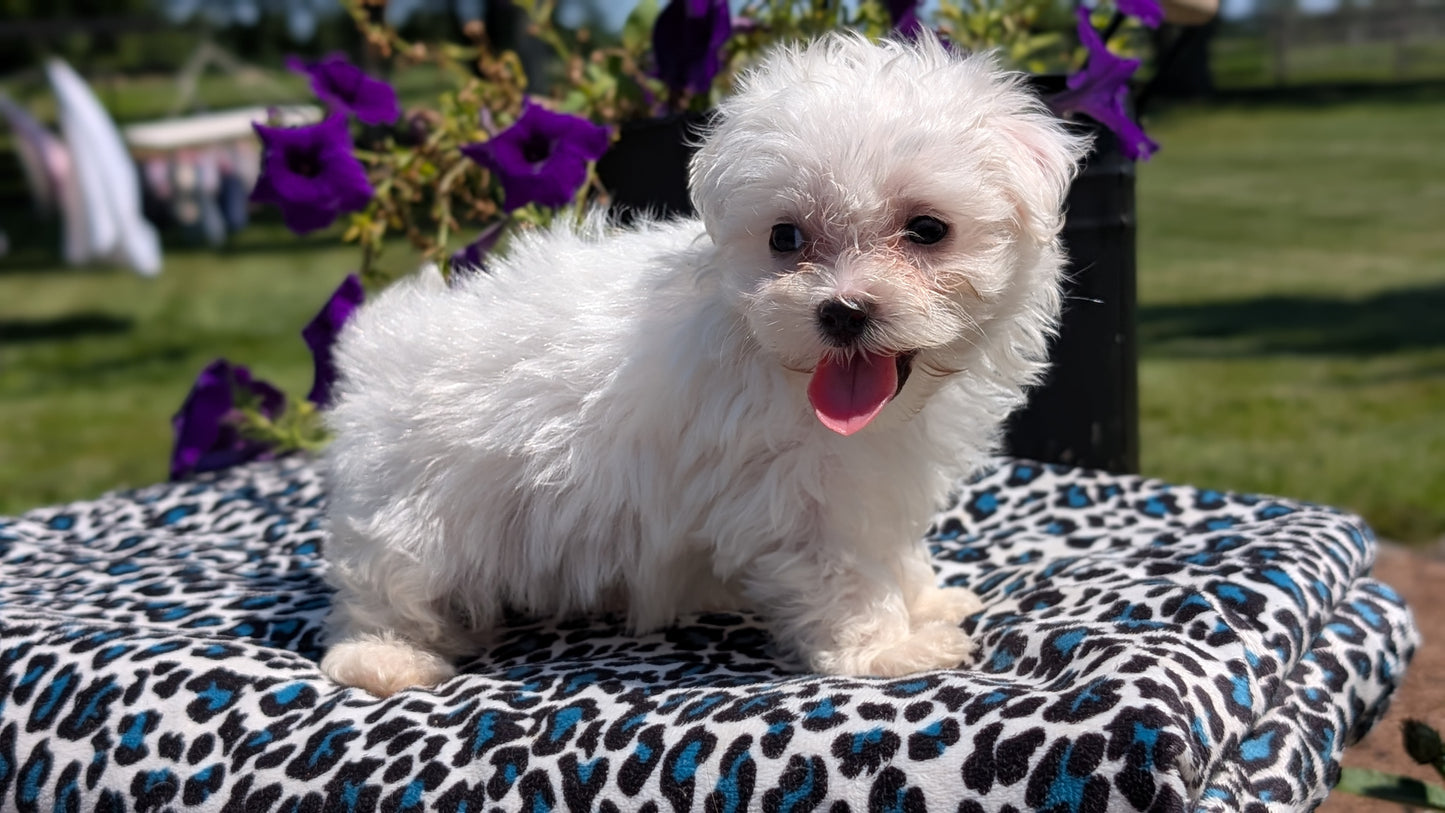MALTESE (JUN 13) FEMALES