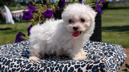 MALTESE (JUN 13) FEMALES