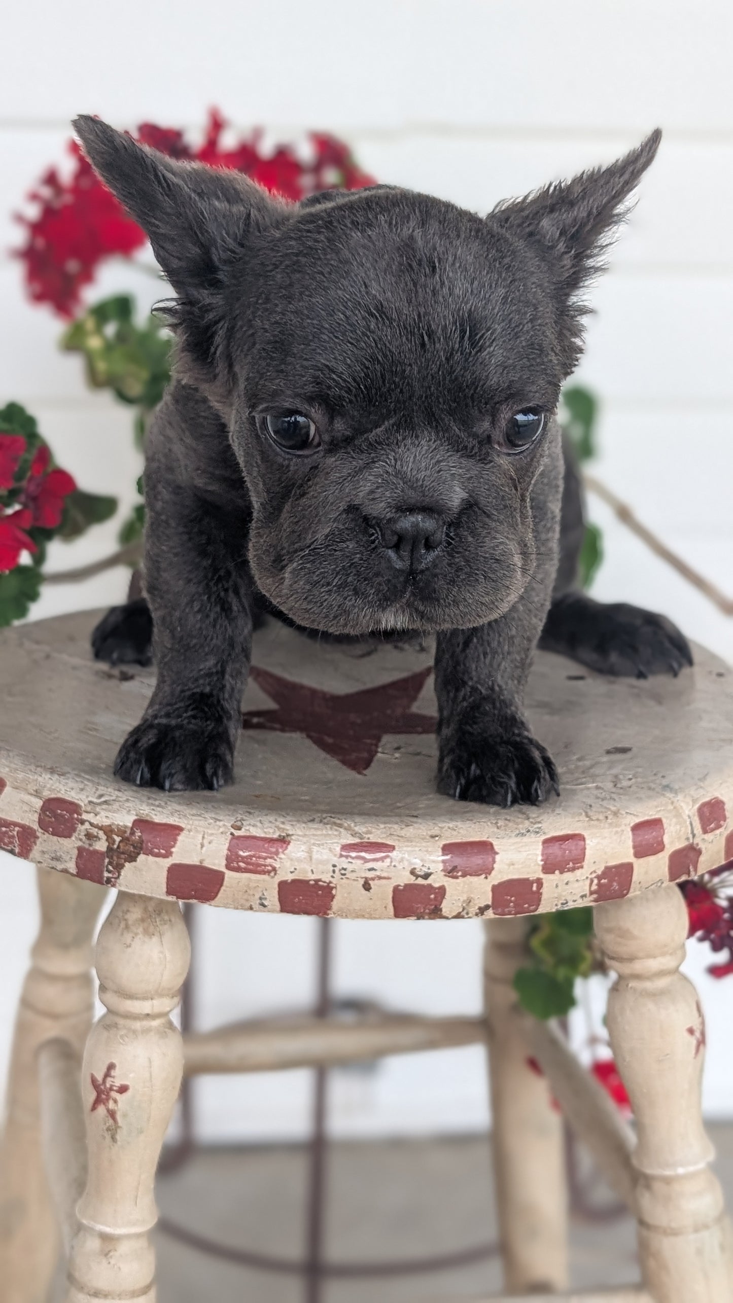 FRENCH BULLDOG (MAR 09) FEMALES