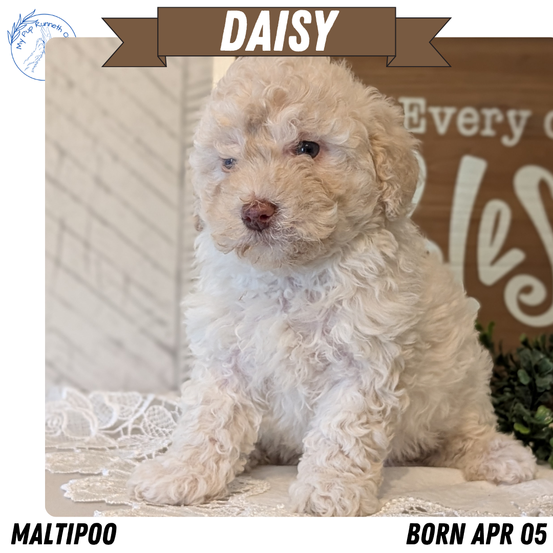 MALTIPOO (APR 05) FEMALES