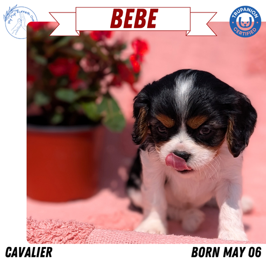 CAVALIER (05/06) FEMALE