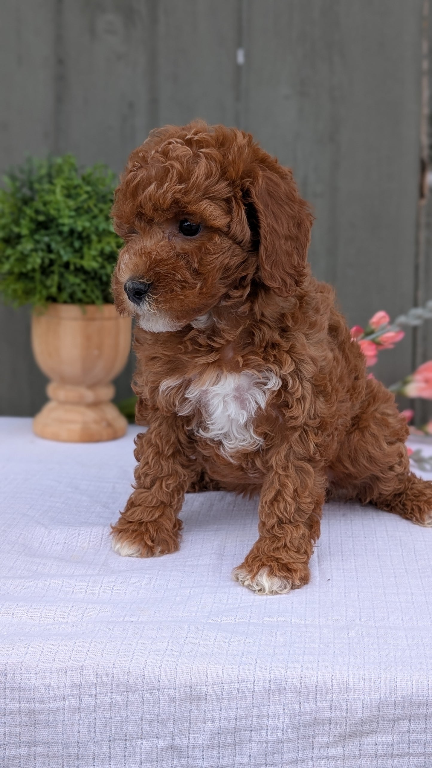 MINI POODLE (MAY 08) FEMALE