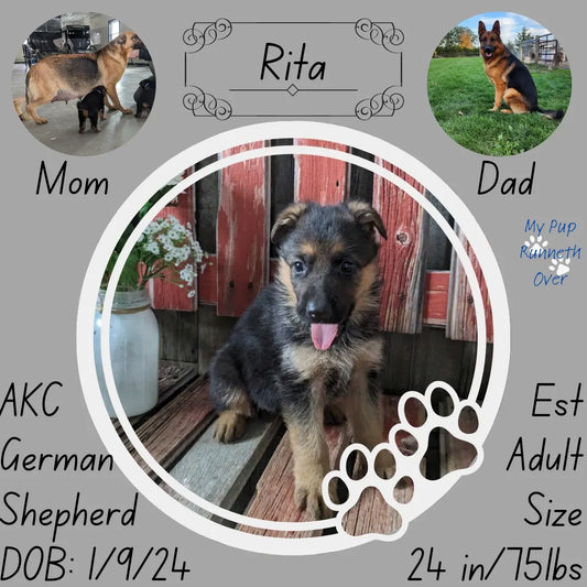 German Shepherd (01/09) Female
