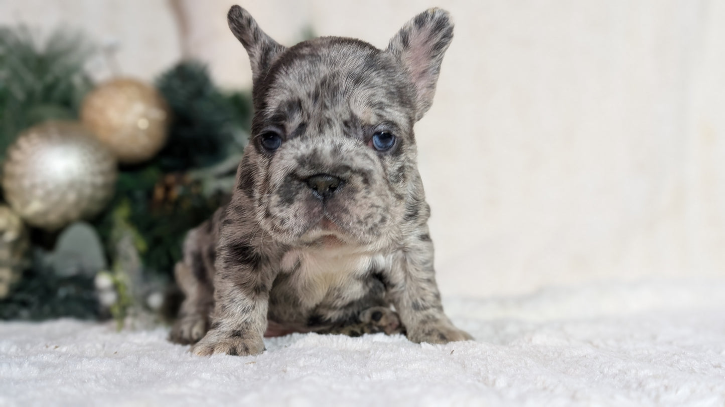 FRENCH BULLDOG (OCT 08) FEMALES