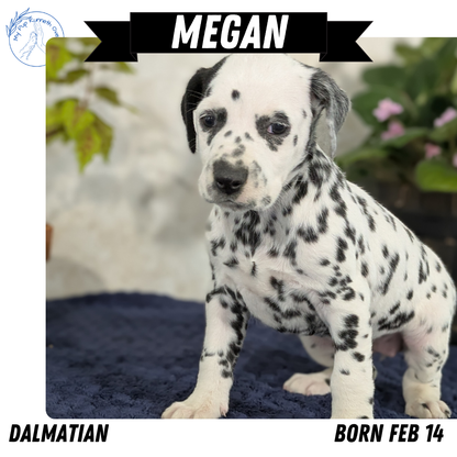 DALMATIAN (02/14) FEMALE