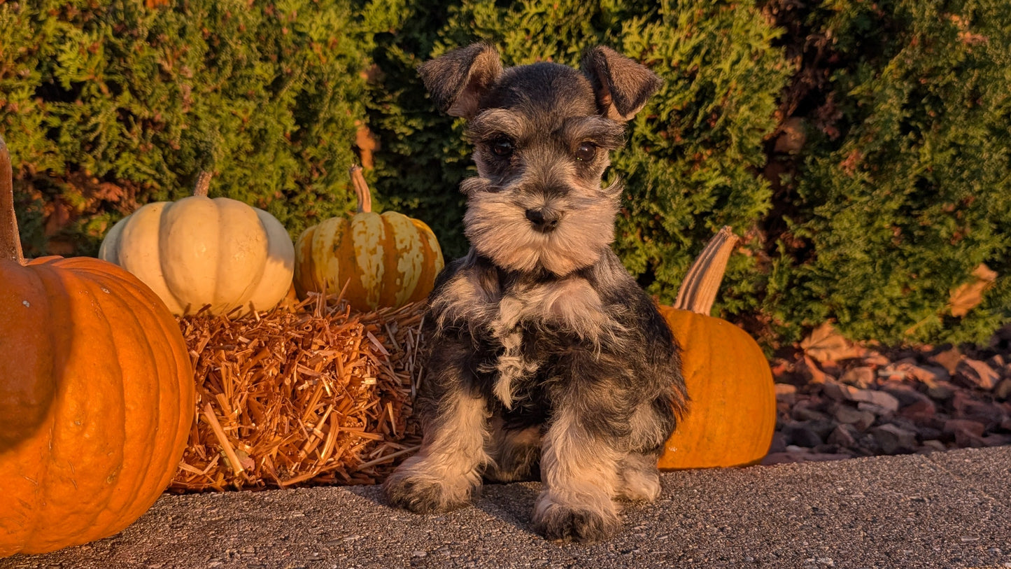 MINI SCHNAUZER (09/11) FEMALE