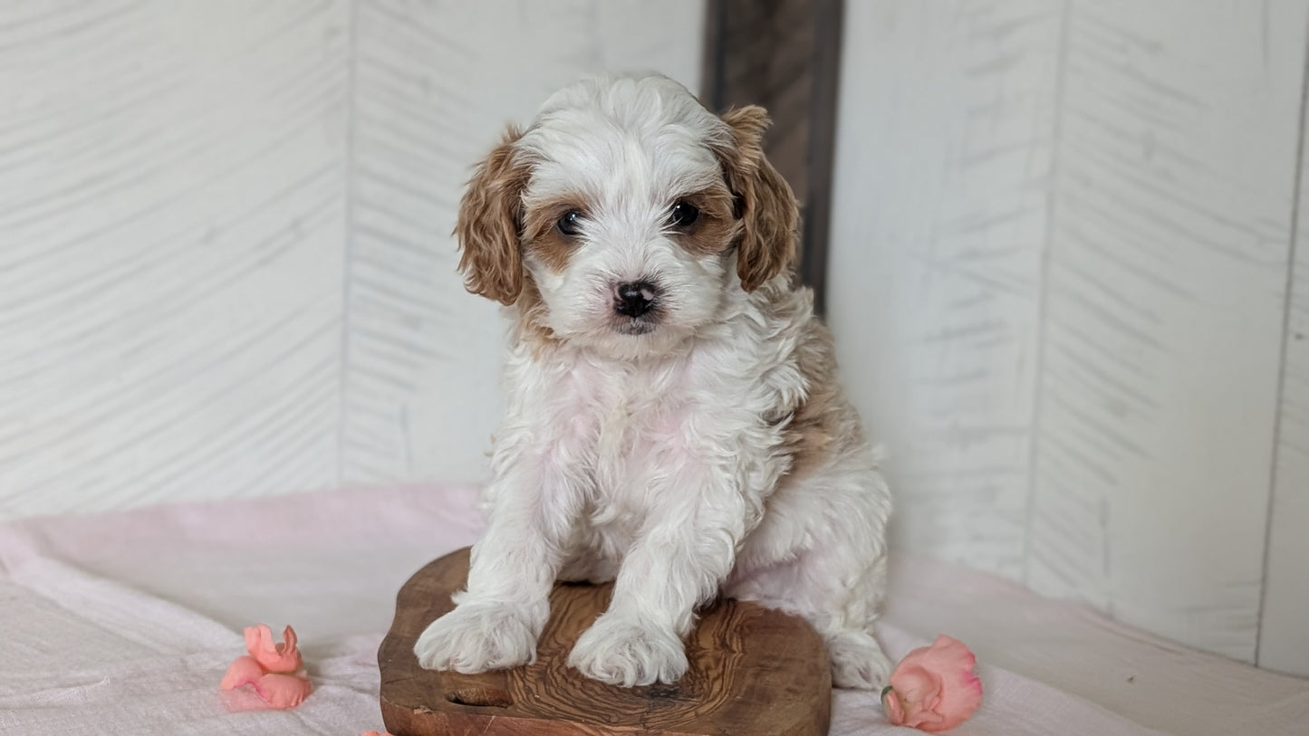 CAVAPOO (FEB 11) MALES