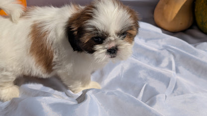 SHIH TZU (07/18) FEMALE