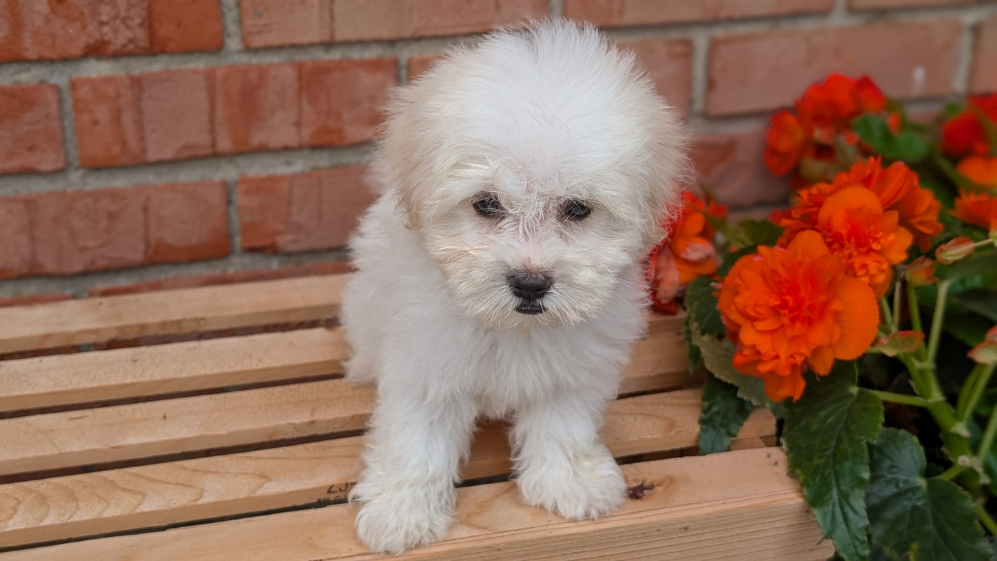 HAVANESE (MAY 14) MALES