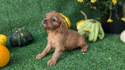 CAVALIER (08/12) FEMALE
