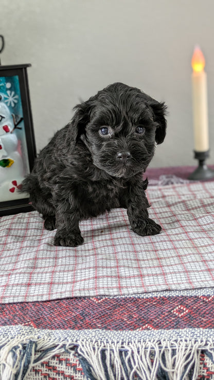 MINI LABRADOODLE (11/26) FEMALE
