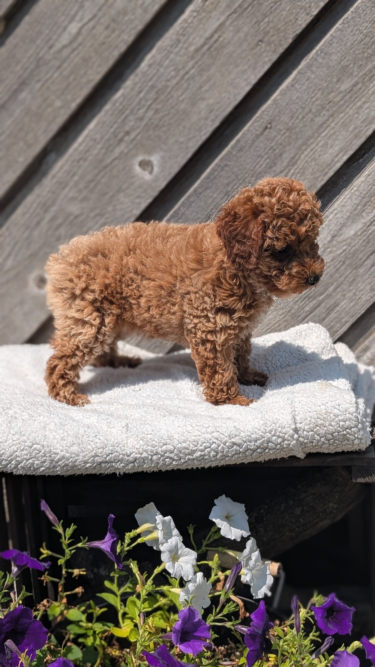 MINI POODLE (MAY 12) FEMALES