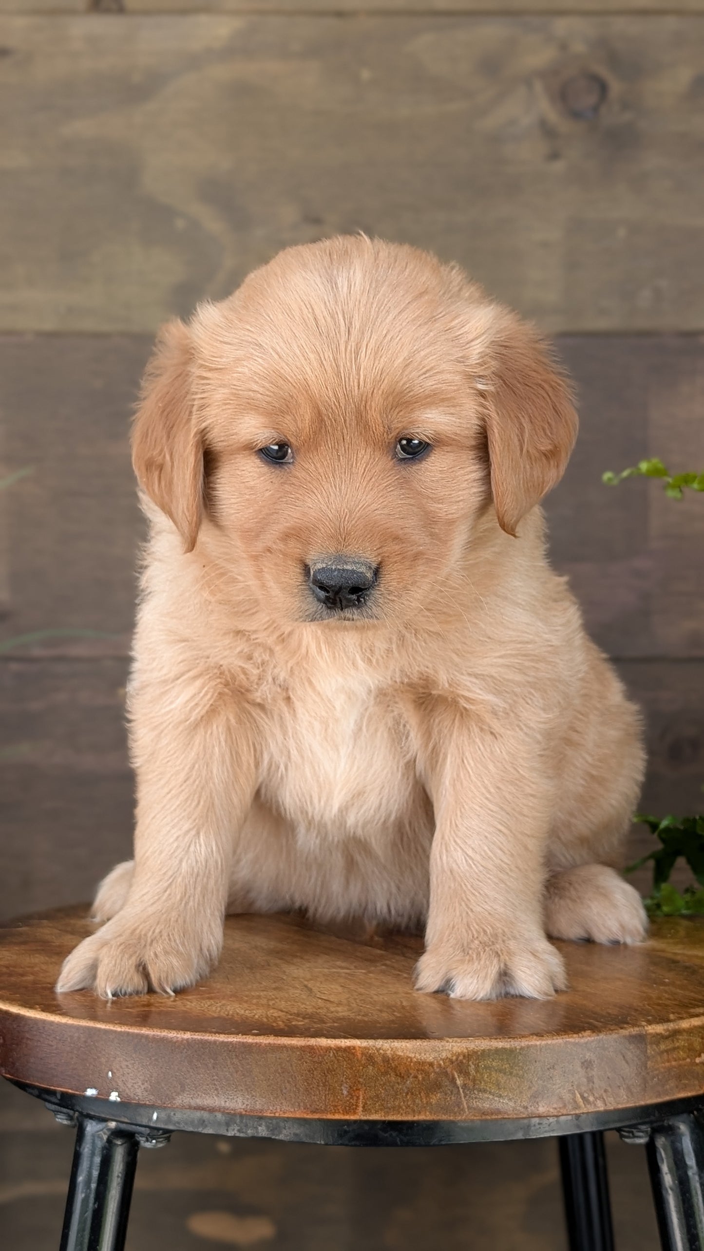GOLDEN RETRIEVER (MAR 27) MALES