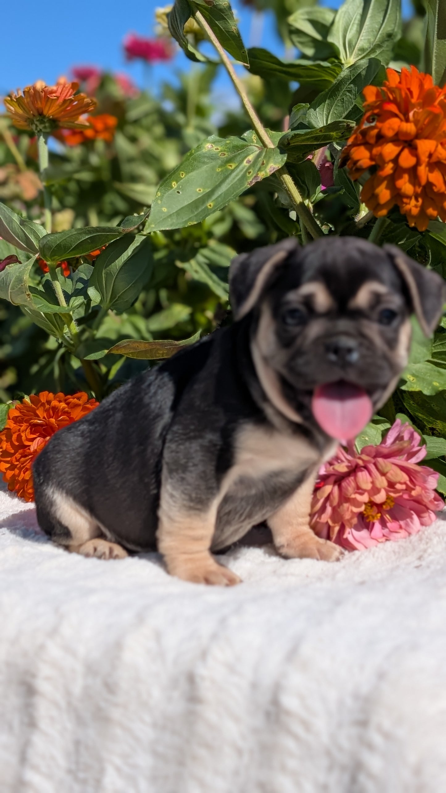 FRENCH BULLDOG (07/08) MALE