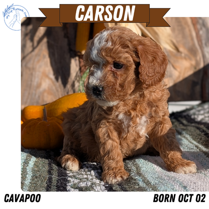CAVAPOO (OCT 02) MALES