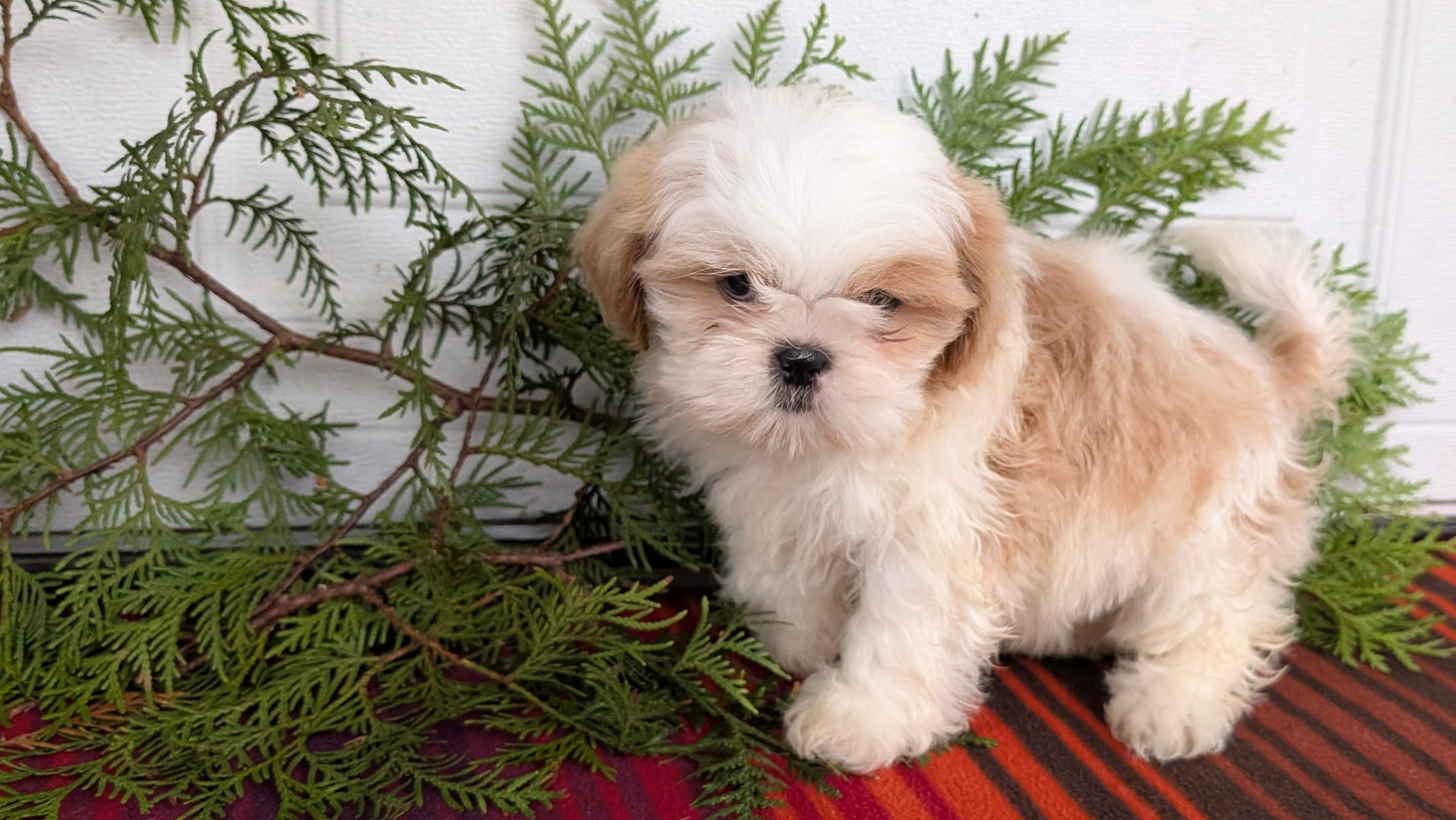 SHIH TZU (SEP 30) MALES