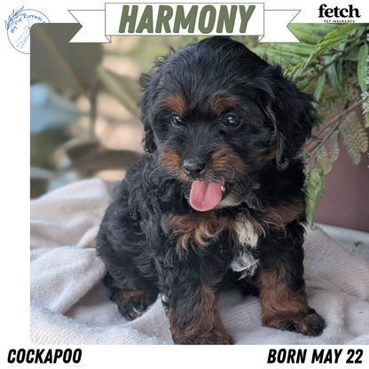 COCKAPOO (MAY 22) FEMALES