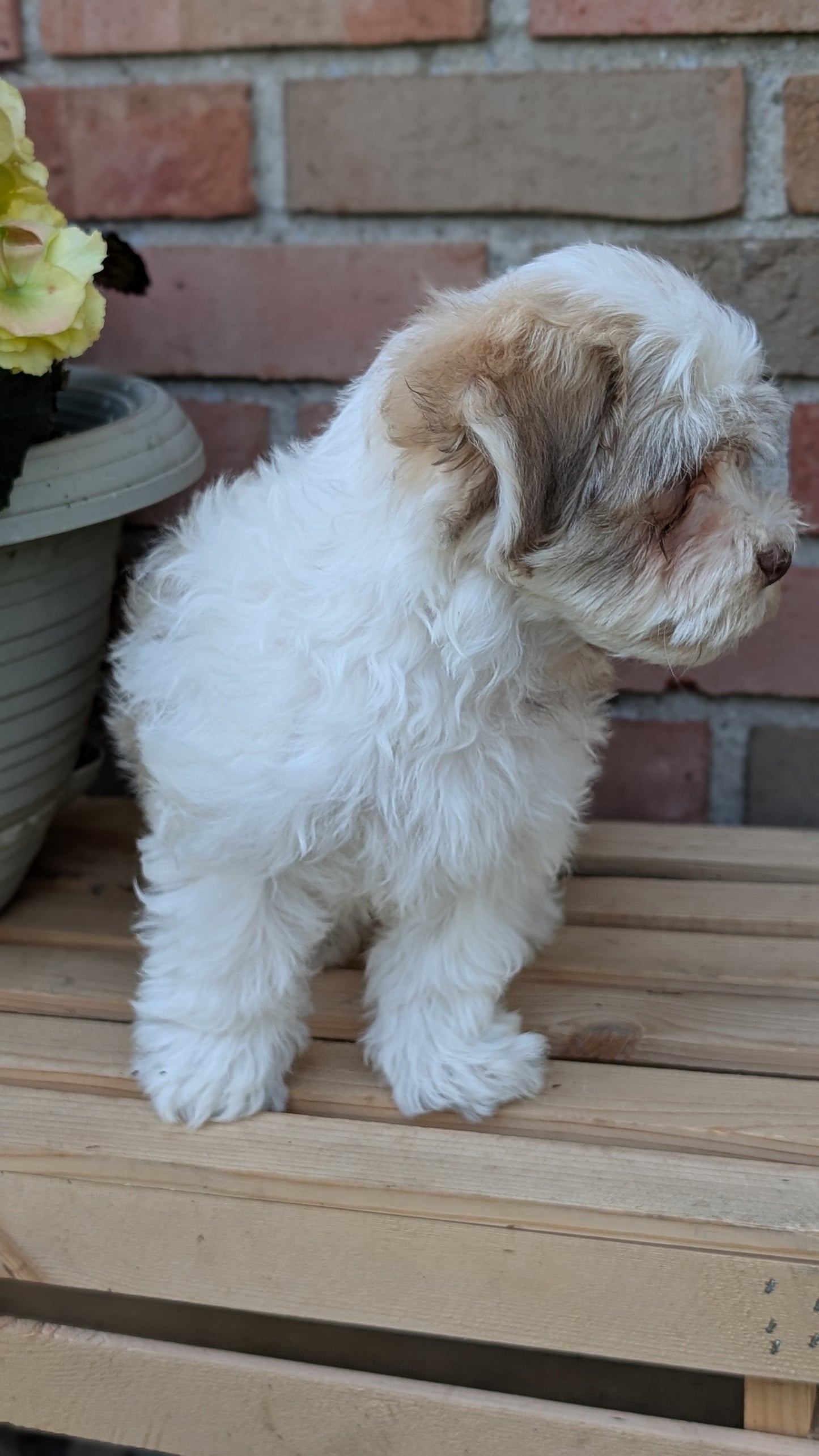 HAVANESE (APR 09) MALES