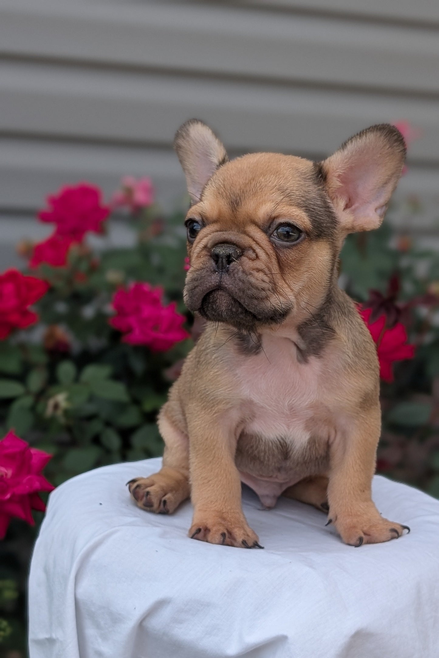 FRENCH BULLDOG (JUN 26) 2 MALES