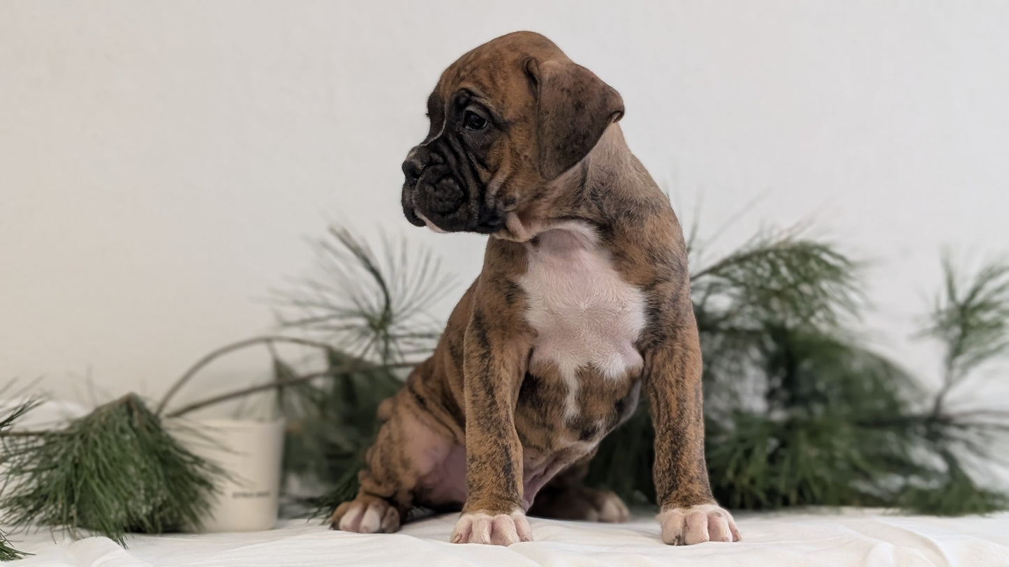 BOXER (DEC 04) MALES
