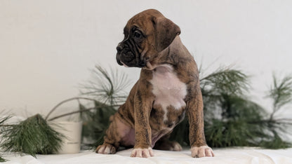 BOXER (DEC 04) MALES
