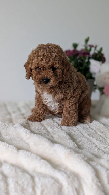 MINI GOLDENDOODLE (MAR 13) MALE