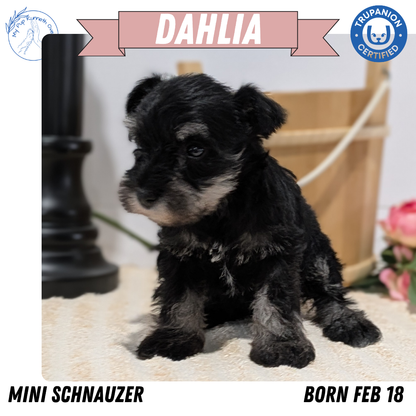 MINI SCHNAUZER (02/18) FEMALE