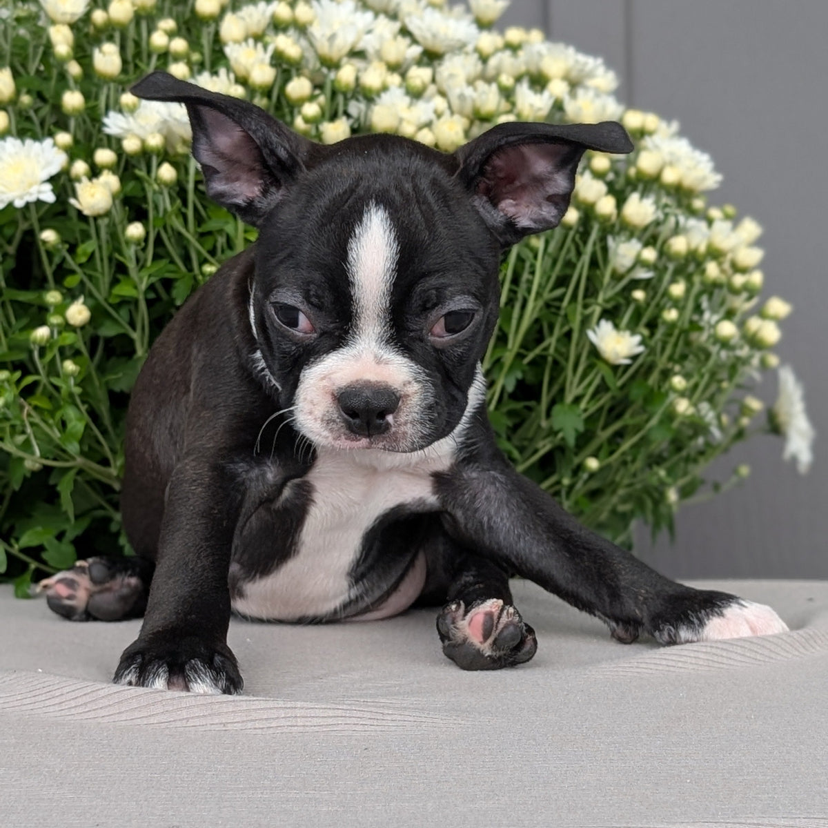 BOSTON TERRIER (JUL 11) 4 FEMALES/4 MALES