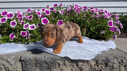 MINI DACHSHUND (08/19) FEMALE