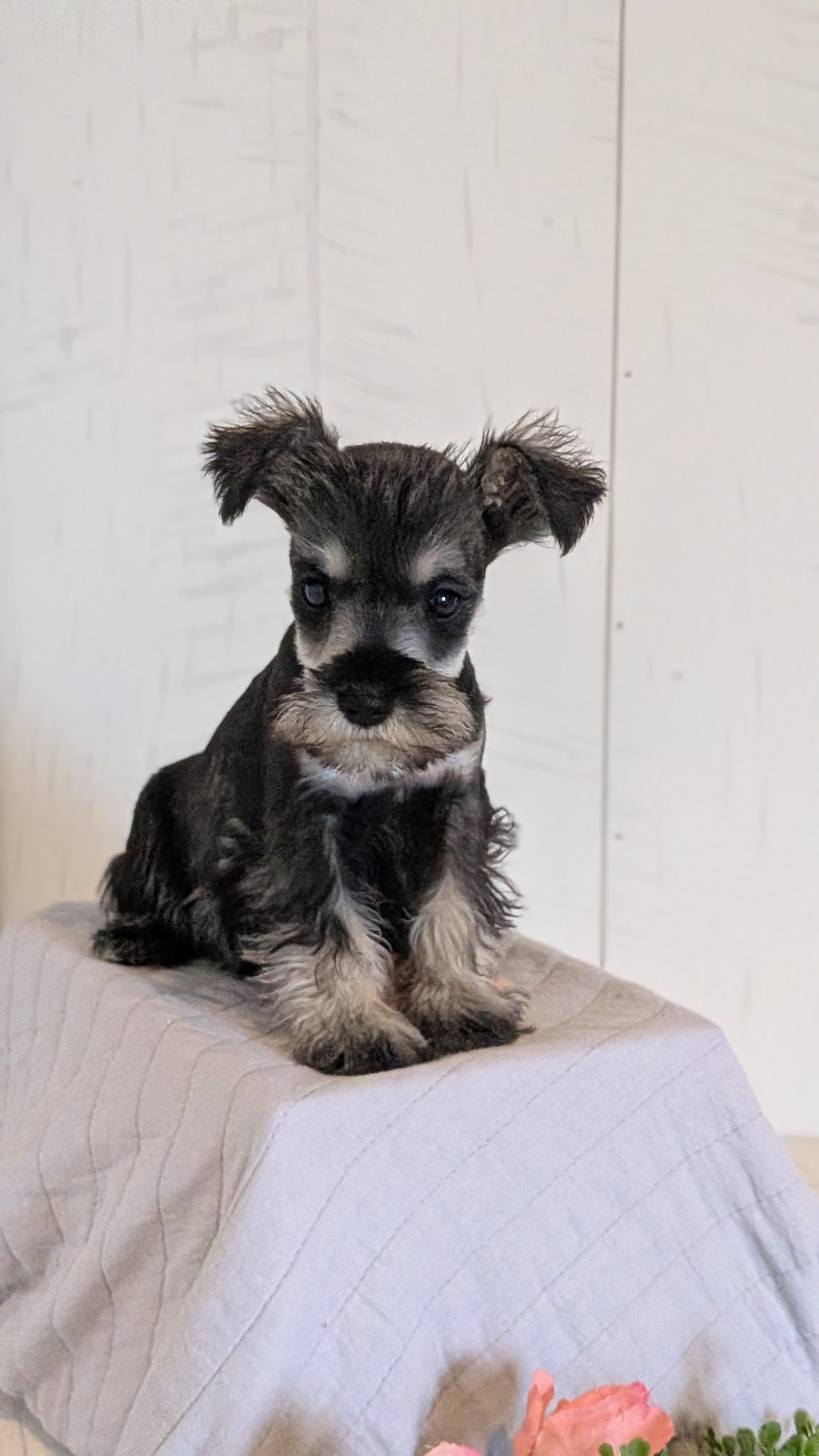 MINI SCHNAUZER (FEB 15) FEMALES