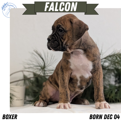BOXER (DEC 04) MALES
